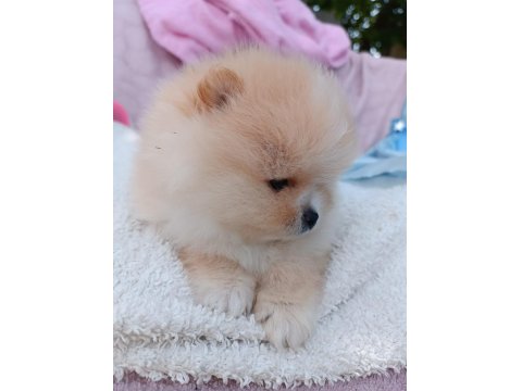 Irk Garantili Ayı Surat Pomeranian Bebekler