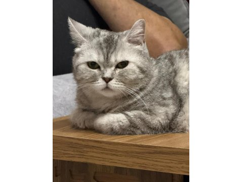 Güzel British Shorthair Kızlarımız