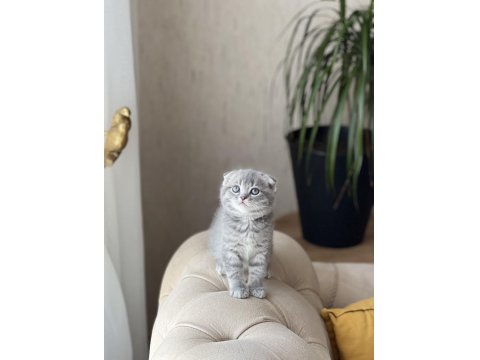 Sıfır Kulak Scottish Fold Güzelliklerim