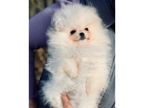 Pomeranian Boo Yavru Köpekler