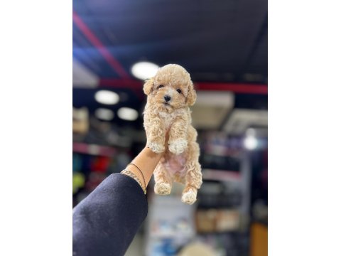 Orjinal Poodle Yavrumuz
