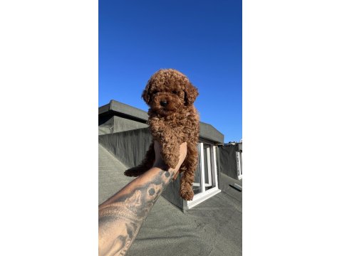 Red Brown Toy Poodle Yavrular