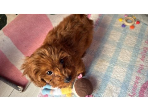3 Aylık Yavru Erkek Toy Poodle