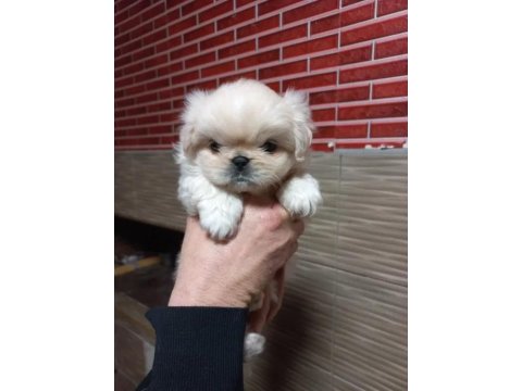 Sıfır Burun İmperyal Pekinez Bebeklerimiz