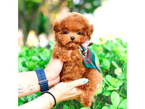 Toy Poodle Yavru Köpeklerim