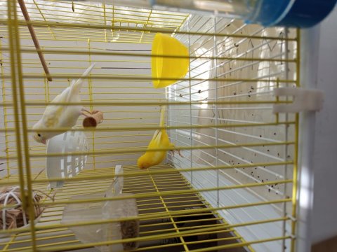 Dişi Ve Erkek 2 Adet Kafesi İle Birlikte Kanarya