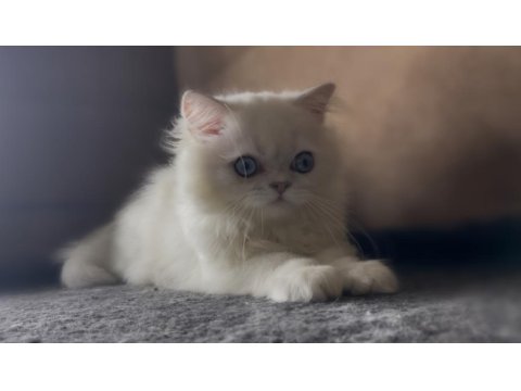 Yakışıklı British Longhair Oğlum Lukas