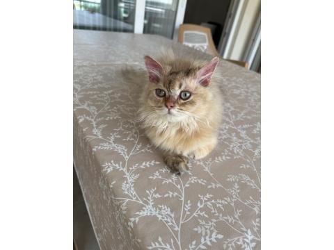 British Longhair Ny25 Black Golden Erkek Yavrumuza Yuva Arıyoruz