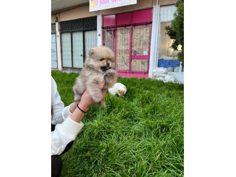 Kendi Üretimim Son 3 Yavru 60 Günlük Pomeranian Boo Bebekler