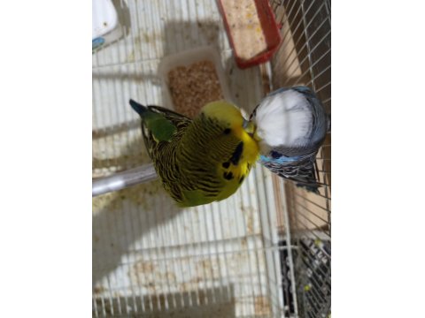 Çift Jumbo Muhabbet Kuşu