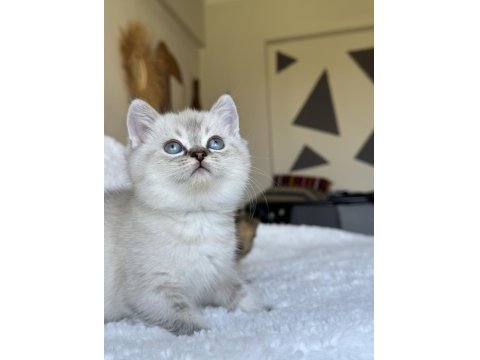 British Shorthair Blue Point Yavrum