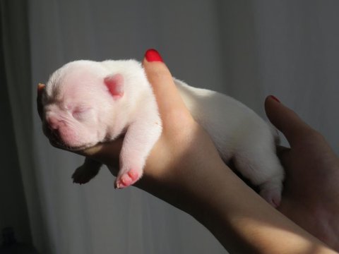 Beyaz Yüksek İhtimalle Mavi Gözlü French Bulldog Yavrumuz