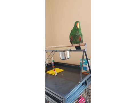 5 Yaşında Eclectus