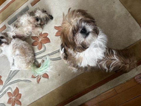 5.5 Aylık Shih-Tzu (Şitsu)