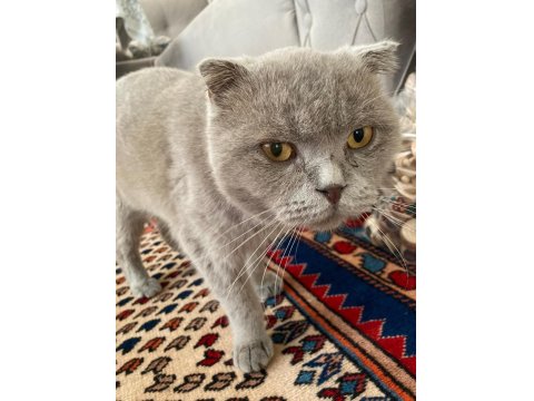 Bal Gözlü Scottish Fold