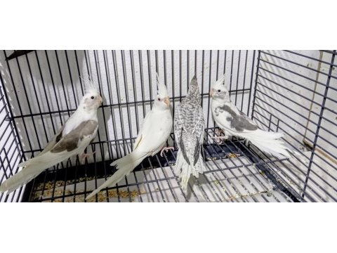 Yeni Yeme Düşen Sultan Papağanı Yavrular