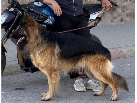 Şecereli Uysal Erkek Köpeğimiz