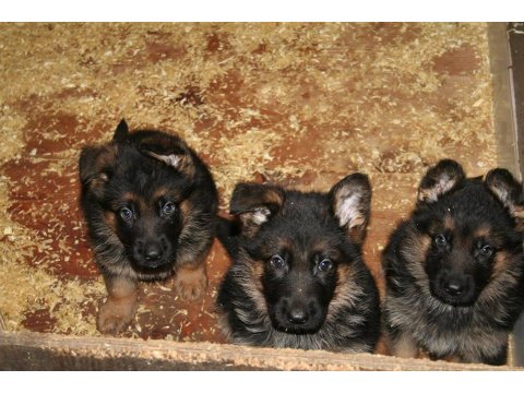 Alman Çoban Köpeği Yavruları