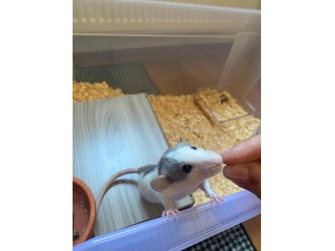 2 Dişi 3 Aylık Dumbo Rat Sadece İzmir İçi Elden Teslim