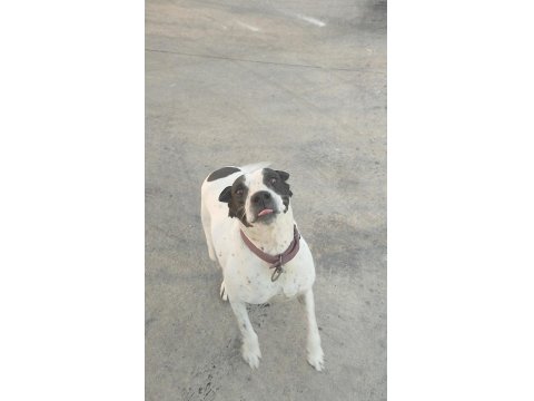 Ücretsiz İngiliz Pointer (Kara Kafa)