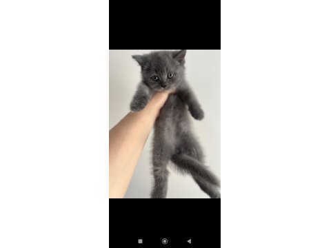 Orjinal Irkta Safkan British Shorthair