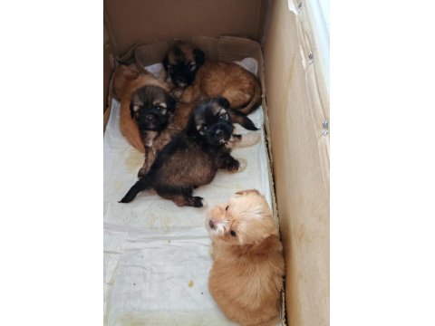 Maltese Terrier Ve Shih-Tzu