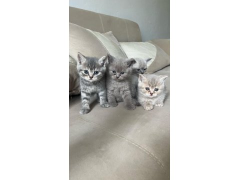 Balıkesir'de 3 Aylık Yavru Kediler