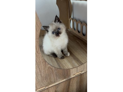 Bakımları Özenle Yapılmış British Shorthair Yavrular