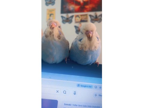 Şov Muhabbet Kuşu Yavruları