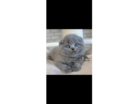 Ayıcık Surat Gri Scottish Fold