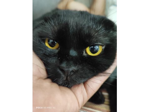 Acil Ücretsiz Sahiplendirme Siyah Scottish Fold