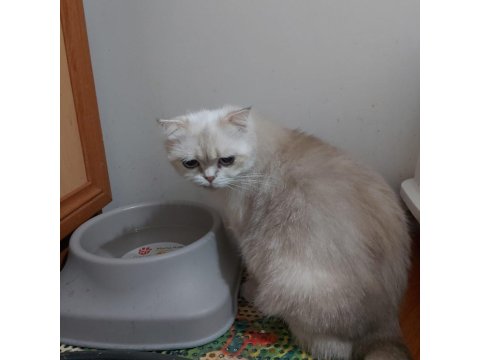 Ücretsiz Sahiplendirme Kediler