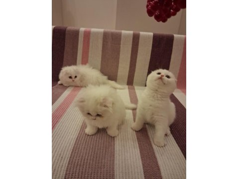 Longhair Erkek Dişi Yavru Kediler