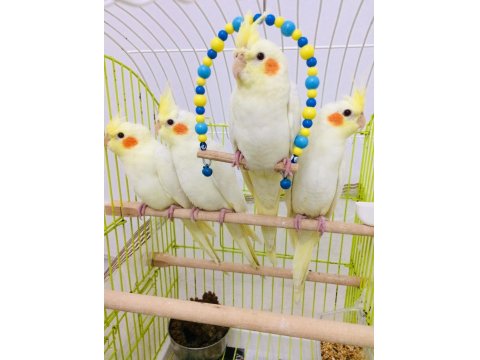 2026 Full Evcil El Beslemesi A Kalite Yavru Sultan Papağanlar