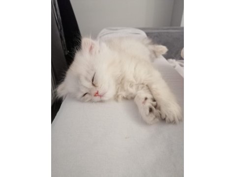 Beyaz British Longhair Kardeşler