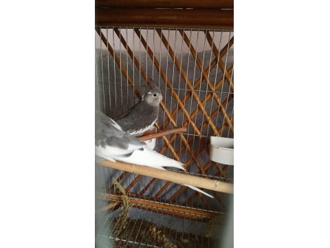 Yavru Sultan Papağanı