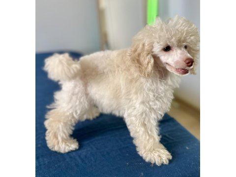 Yarışma Köpeği