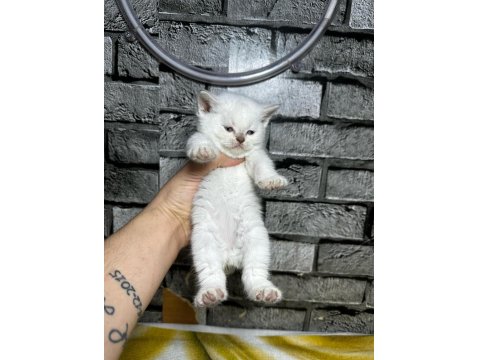 British Shorthair Dişi Bluepoint