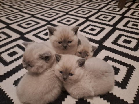 British Yavrularımız Teslime Hazır