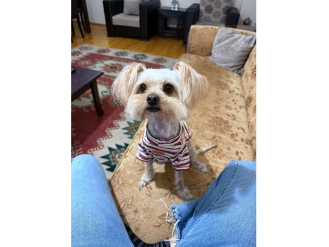 Pera – 3 Yaşında, Tuvalet Eğitimli, Sosyal Yorkshire Poodle Kırması