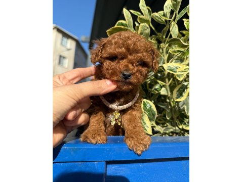 Teacup Ve Toy Poodle