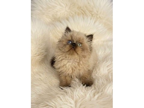 İran Himalayan - Odd Eyes