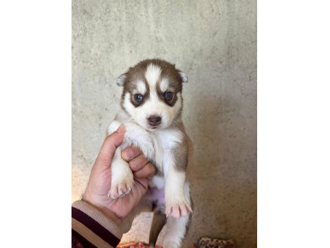 Sibirya Kurdu Yavrularımız Veteriner Kontrollü