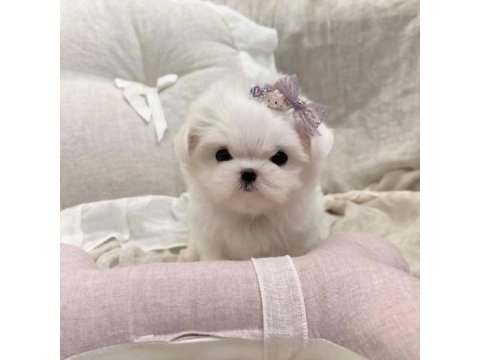 Maltese Terrier Kore Kan Mini Yavrularımız
