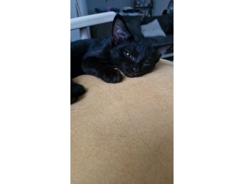 Kara Dut Dişi Kedimiz