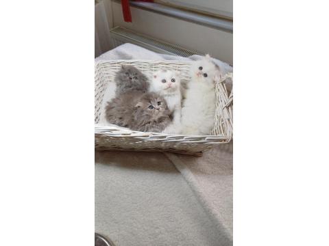 Longhair Poncik Bebek Kedilerimiz