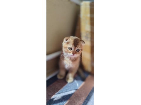 Scottish Fold Kedimiz