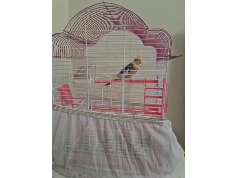 Sultan Papağanımız