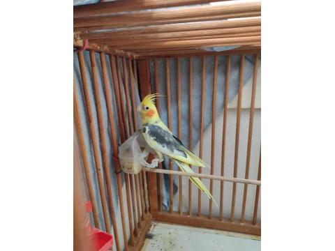 Kafesiyle Beraber Sultan Papağanı