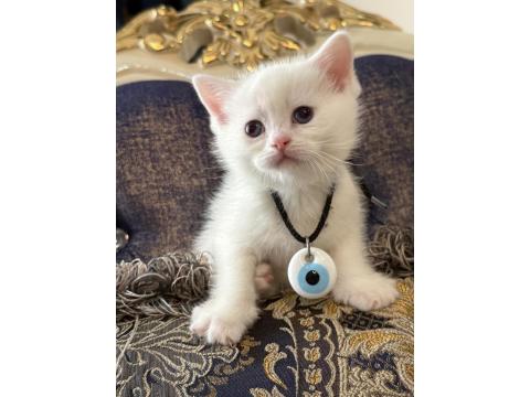 Yeni British Yavrularımız Rezerveli İlanda